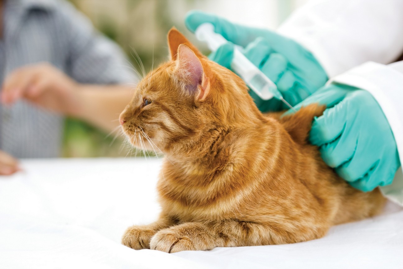 Feline Vaccination Guidelines Allatoona Animal Hospital